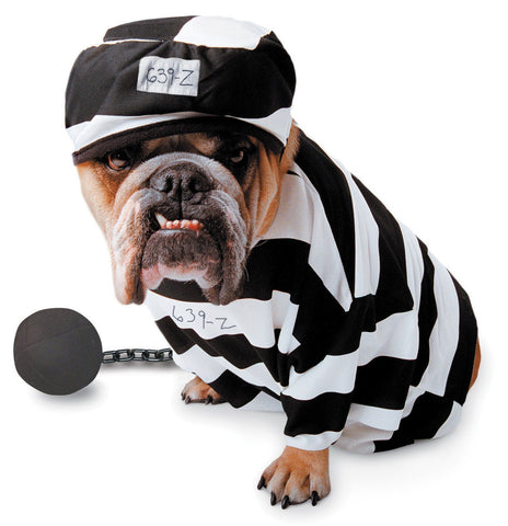 Zelda Wisdom - Prisoner Dog Costume